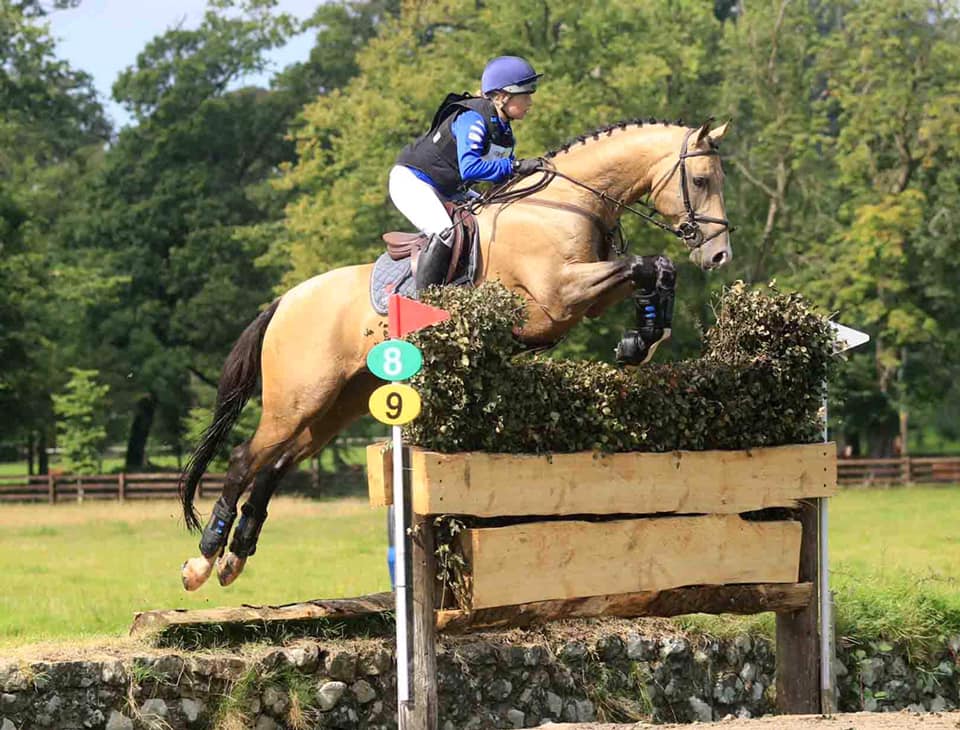 Grand Marnier - WSI Graded Buckskin Trakehner stallion